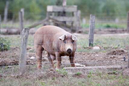 (VIDEO) "Ova bolest je u očekivanoj fazi" Afrička kuga svinja u Srpskoj pod kontrolom