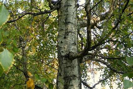Sadili ga na posebnom mjestu: Stari Sloveni su vjerovali da ovo drvo ima NEVJEROVATNU MOĆ