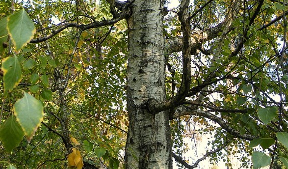 drvo breze