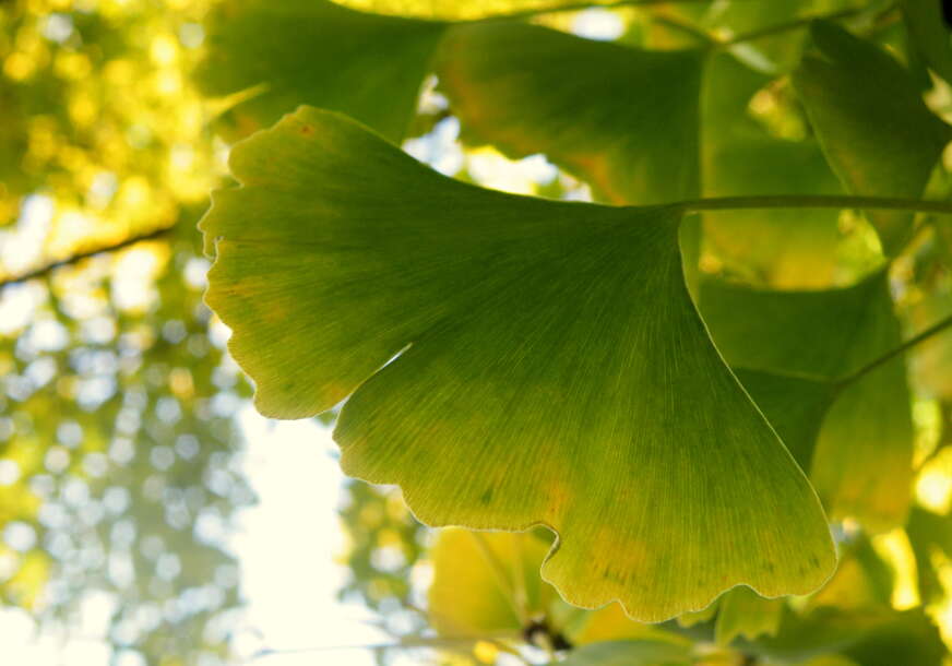 ginko