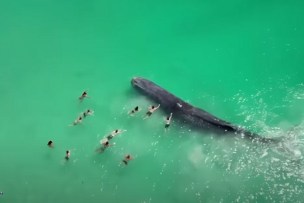 (VIDEO) "Postalo jasno da nije u dobrom stanju" Uginuo kit koji se nasukao na plažu i uživao sa kupačima