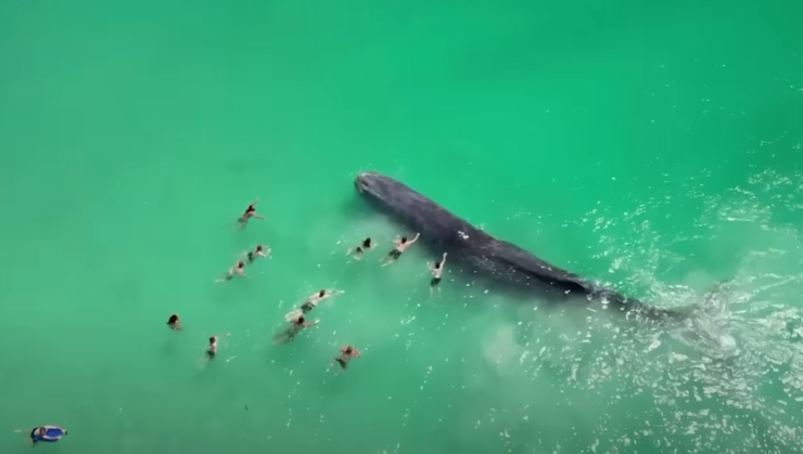 (VIDEO) "Postalo jasno da nije u dobrom stanju" Uginuo kit koji se nasukao na plažu i uživao sa kupačima