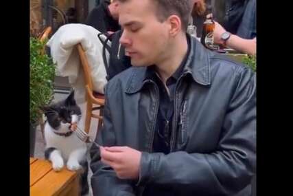 Mačka traži hranu od čovjeka koji ruča