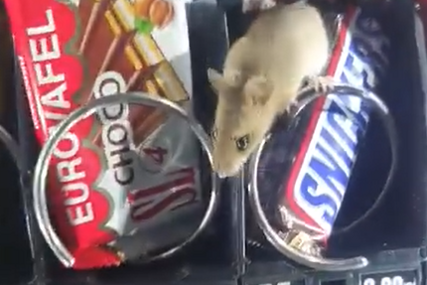 (VIDEO) Šokantan snimak iz Bihaća: Miš slobodno hoda po hrani u samouslužnom aparatu u bolnici
