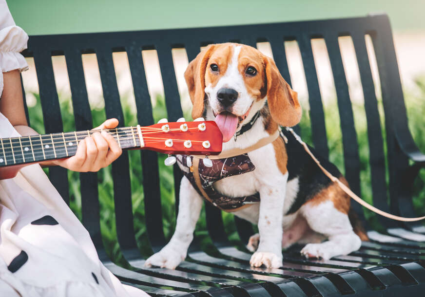 Pas na klupi sluša gitaru