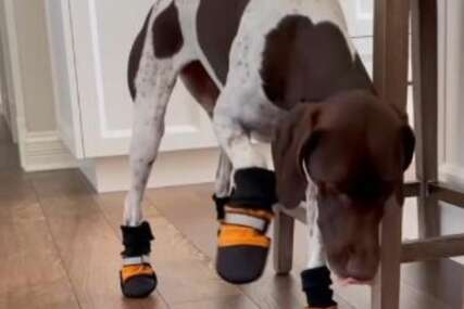 Snimak psa u cipelicama