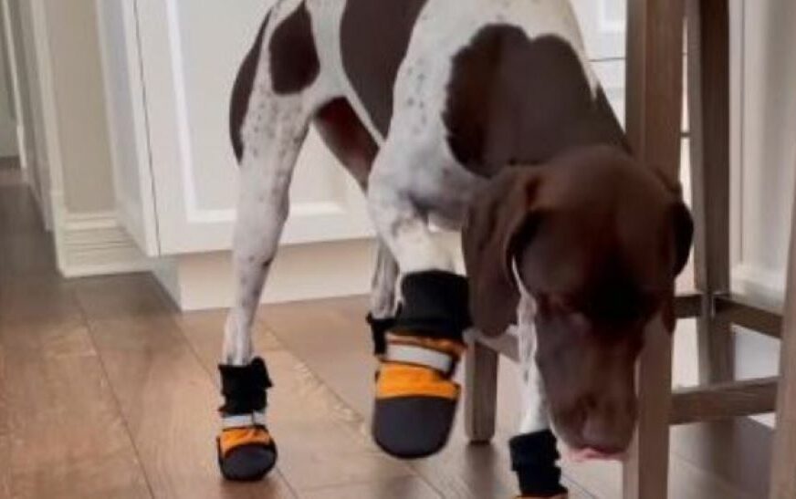 Snimak psa u cipelicama