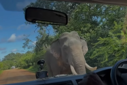 (VIDEO) "Nakon ovoga smo uspjeli pobjeći" Slon napao porodicu u automobilu u potrazi za hranom