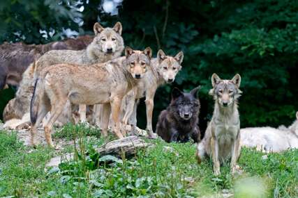 Raste prijetnja u Evropi: Vukovi bi mogli da izgube status strogo zaštićene vrste