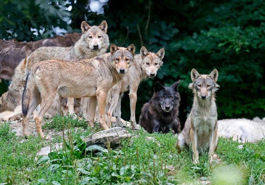 Raste prijetnja u Evropi: Vukovi bi mogli da izgube status strogo zaštićene vrste