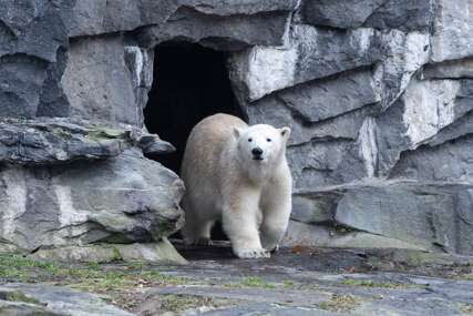 Polarni bijeli medvjed