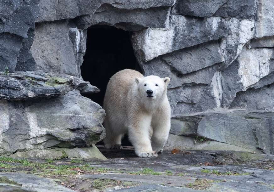 Polarni bijeli medvjed