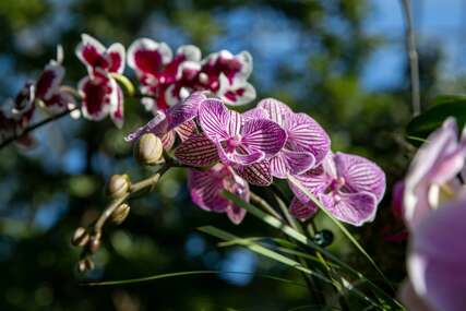 Trik za njegu orhideja: Pomoću ove namirnice uživaćete u njenim raskošnim cvjetovima