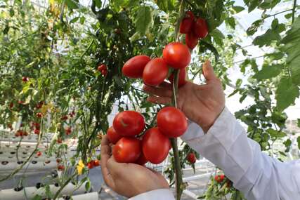 (FOTO) Baštovanski trik koji malo ko zna: Pored paradajza posadite ovu biljku i rađaće nikad bogatije