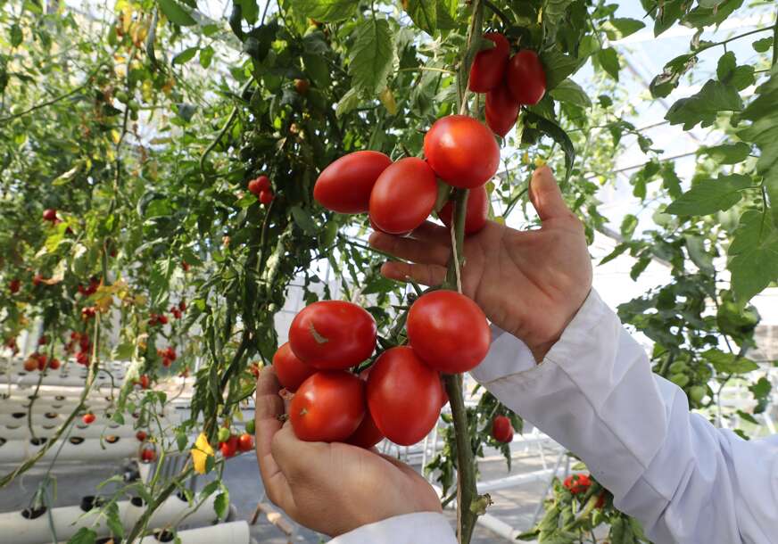 Donijeće mu bolest: 7 biljaka koje NIKAKO NE SMIJETE da sadite pored paradajza