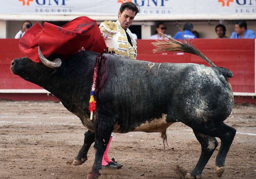 borba bikova u Meksiku