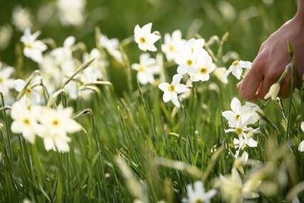 Narcis je simbol sreće i nade: Proljetno cvijeće otporno na hladnoću, a lako se njeguje i održava