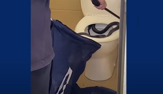 Zmija pronađena u WC šolji