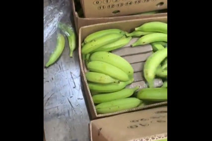 (VIDEO) Kolumbijska policija pronašla 2.6 tona kokaina: Droga skrivena u bananama bila namijenjena Balkancima