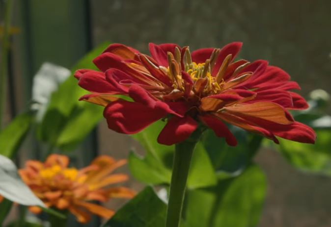 (FOTO) VATROMET BOJA U VRTU Jedan su od najlakših cvjetova za uzgoj jer rastu nevjerojatnom brzinom, a još brže cvatu