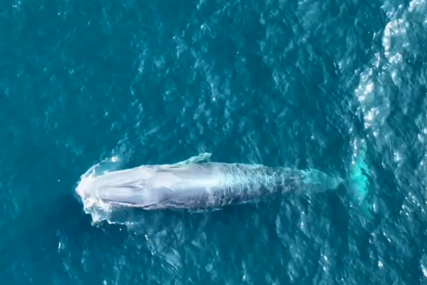 Najređi kit na svetu snimljen na Tajlandu