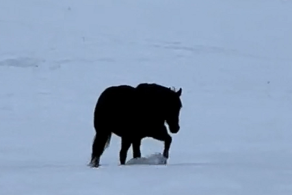 (VIDEO) Ide li životinja naprijed ili nazad: Snimak konja koji šeta po snijegu zbunio ljude na mrežama