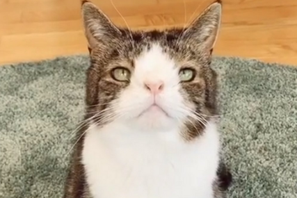 (VIDEO) “Morala sam da ga usvojim” Vlasnica (39) na mačka godišnje troši skoro 13.000 evra