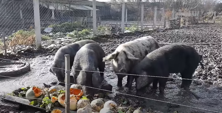 (VIDEO) "Ja se mnogo razlikujem od svih proizvođača u zemlji" Marko za svoje svinje priprema posebnu hranu, a pršut naplaćuje 600 KM