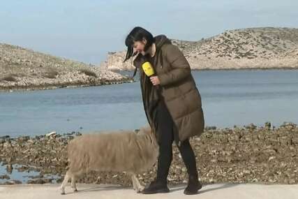 Novinarska se svađa s ovcom