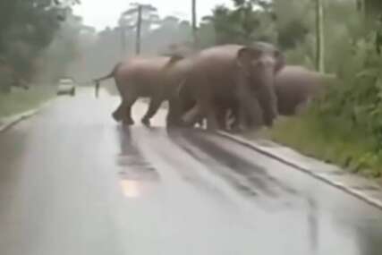 (VIDEO) Nevjerovatan prizor na putu: Slon zahvalio vozaču nakon što je propustio njegovo krdo