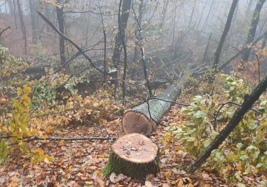 oboreno stablo u šumi