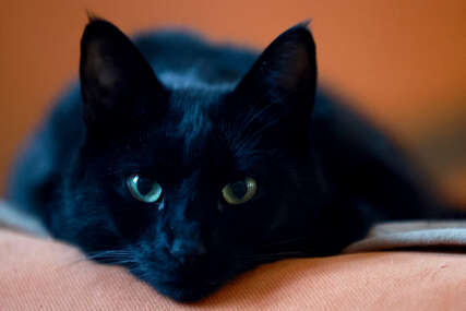 IMAJU ŠTA DA KAŽU Ako vas mačka noćnom "drekom" drži budnim razlog može biti 6 stvari