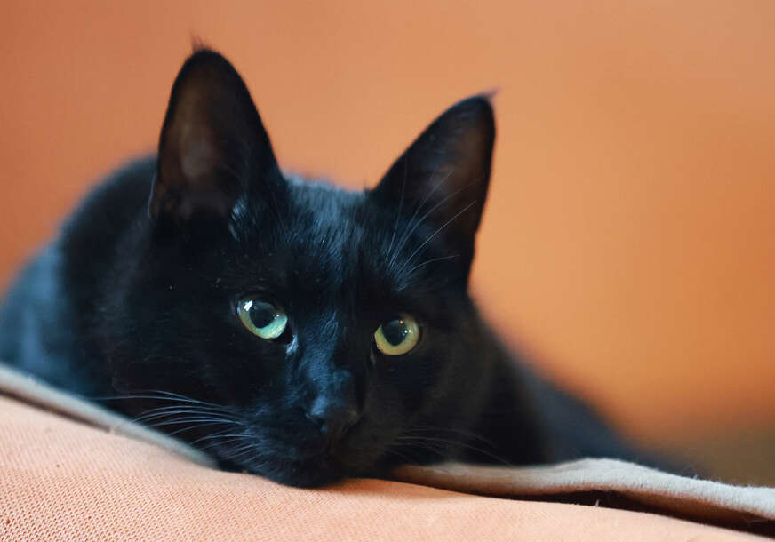 mačak , crna mačka 