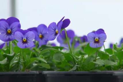Ovih 5 biljaka možete posaditi u januaru: Cvijeće koje vole i početnici i iskusni baštovani