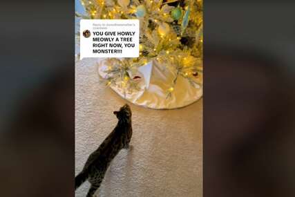 (VIDEO) SRCE JOJ JE SLOMLJENO Mačka tuguje jer je uklonjena novogodišnja jelka