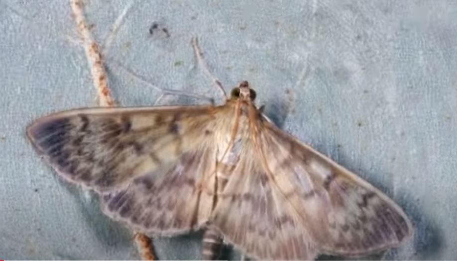 Moljci će nestati uz ovaj začin iz kuhinje