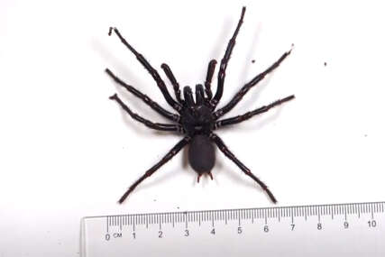 najveći muški primjerak najotrovnijeg pauka na svijetu