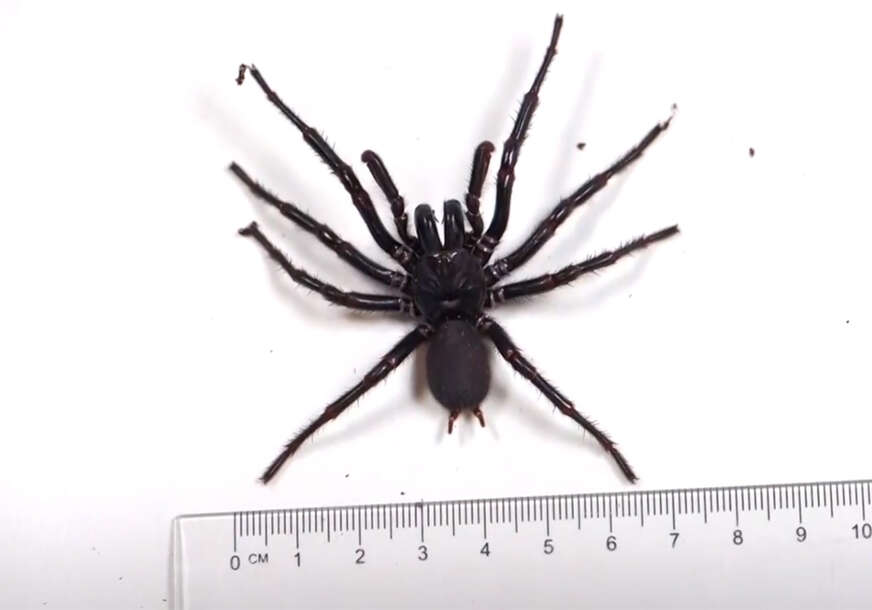 najveći muški primjerak najotrovnijeg pauka na svijetu