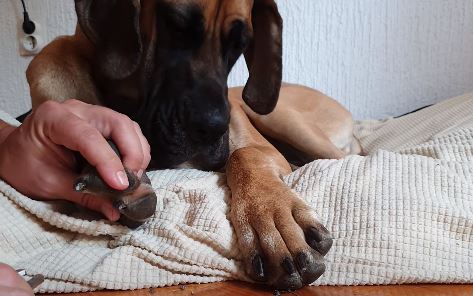 sječenje nokata psu
