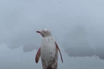 Bijeli pingvin prošetao Antarktikom 