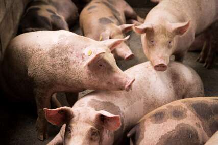 Ministarstvo poljoprivrede Srpske najavilo: Slijedi isplata za eutanaziju svinja u narednih 7 dana
