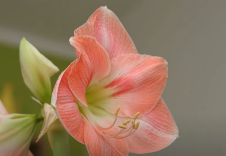(VIDEO, FOTO) Cvijet koji cvjeta preko 70 puta: Nestvarno raskošno izgleda, simbolizuje nove početke i blagoslove