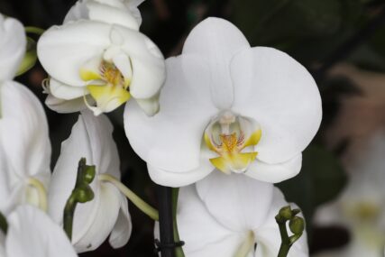 bijela orhideja