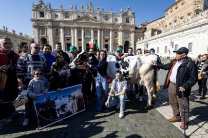 (FOTO) Farmeri papi Franji poklonili kravu: Došli s traktorima u Vatikan i ovo poručili