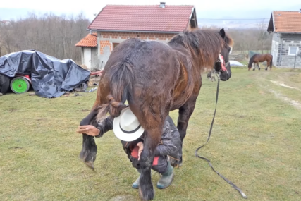Ivica Marinčić provlači se ispod konja