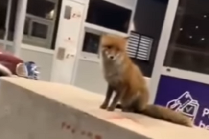 (VIDEO) Nesvakidašnji prizor: Lisica na naplatnoj rampi auto-puta mirno sjedi i posmatra putnike