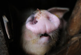 "Ove mjere ostaju na snazi 180 dana" U Srpskoj zabranjeno organizovanje sajmova na kojima se izlažu svinje