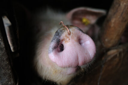 (VIDEO) Zbog afričke kuge svinja SVI NA OPREZU: Najavljene oštrije kontrole farmi pred praznike