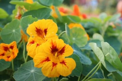 Cvijeće koje morate imati u bašti: Dragoljub je jestiva puzajuća biljka sa ljekovitim svojstvima, a evo kako se uzgaja