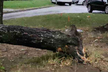 Vozači, oprez: Srušilo se drvo u banjalučkom naselju Borik